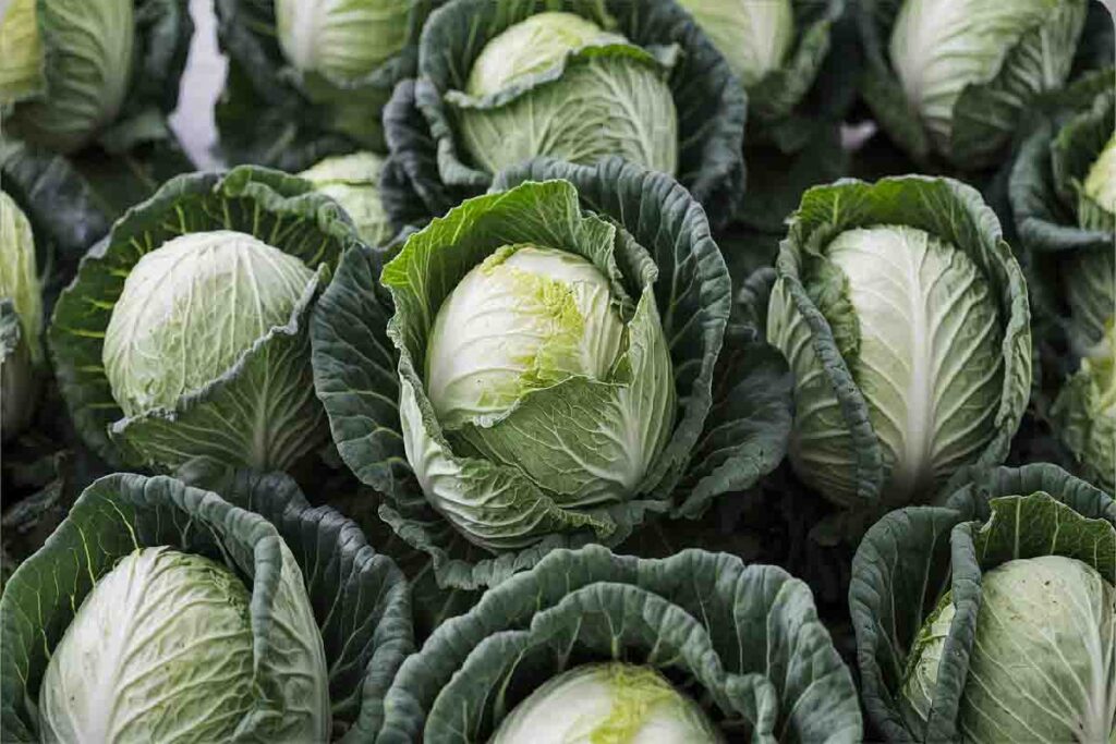 Is Napa Cabbage the Healthiest Cabbage?