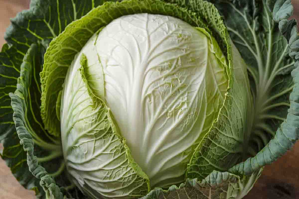 Napa Cabbage